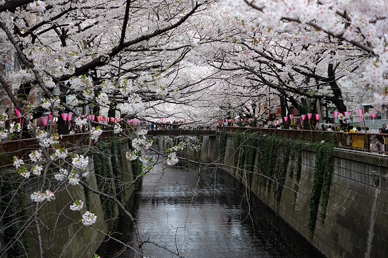 Sakura along the Naka-Meguro river